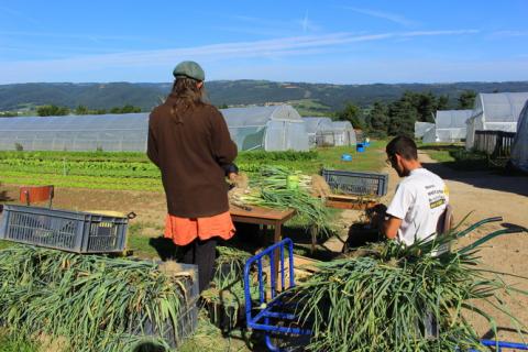 Au fil de l’eau, jardin de Cocagne, Insertion professionel