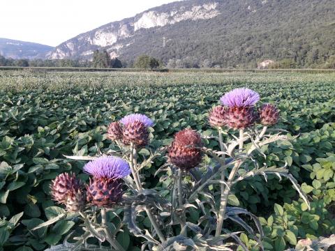 Production de soja du projet Tofu du Bugey